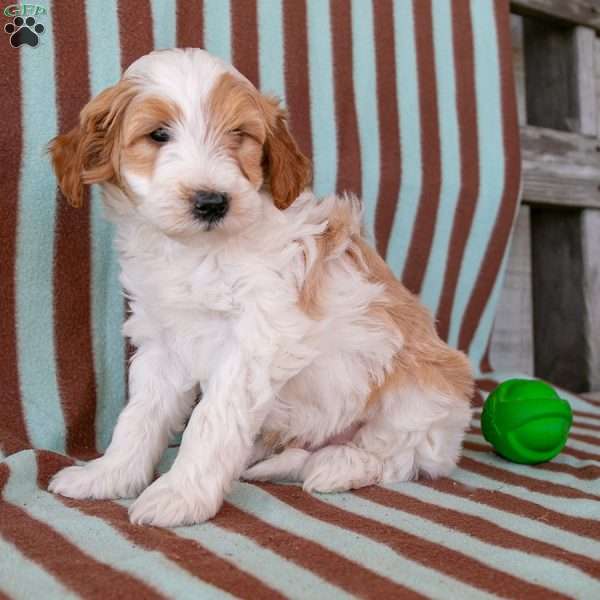 Alex, Mini Goldendoodle Puppy